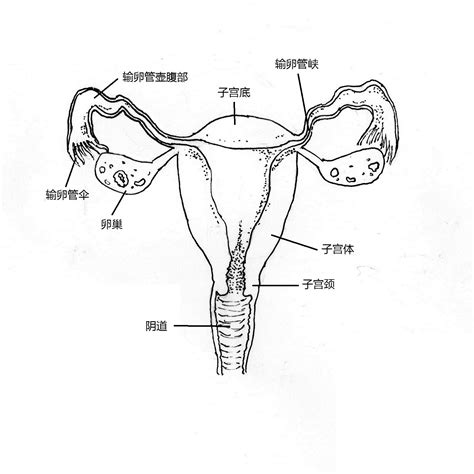 女人生殖器|女性生殖器の構造